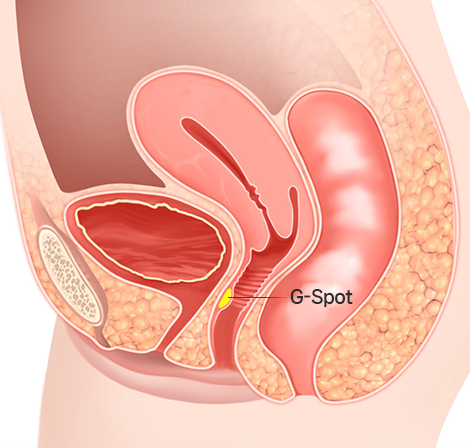 지스팟 G-spot